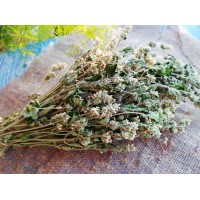Травы для бани - Котовник Травы для бани - Котовник
